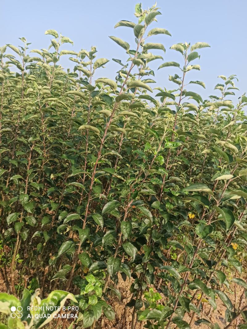 【维纳斯黄金】苹果苗脱毒苗3年挂果高丰产现挖现发