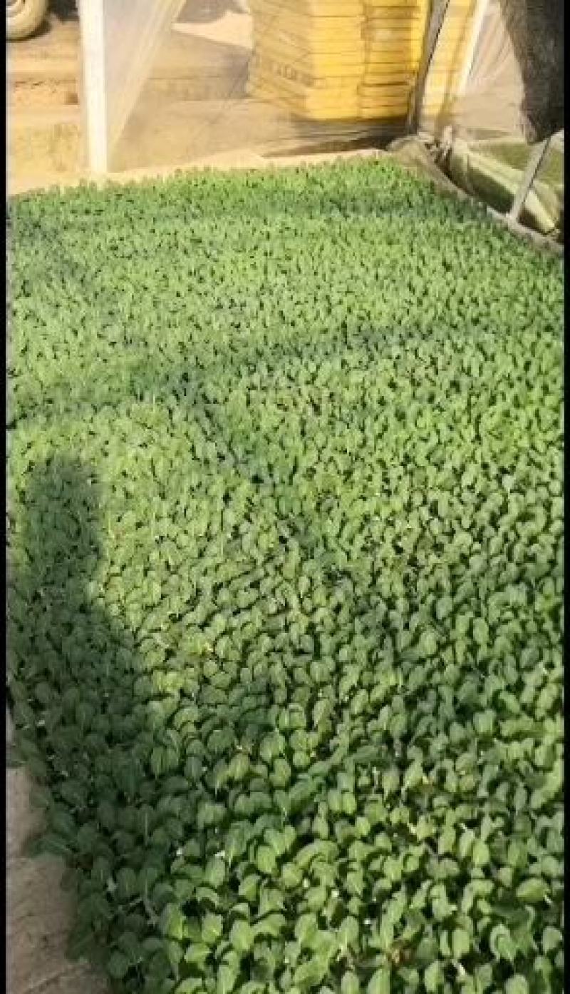 甘蓝苗，平甘蓝，连花白，欢迎全国各地询问与采购