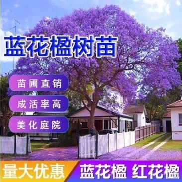 蓝花楹绿化巷道美丽极了成活率高南方北方都可以种植