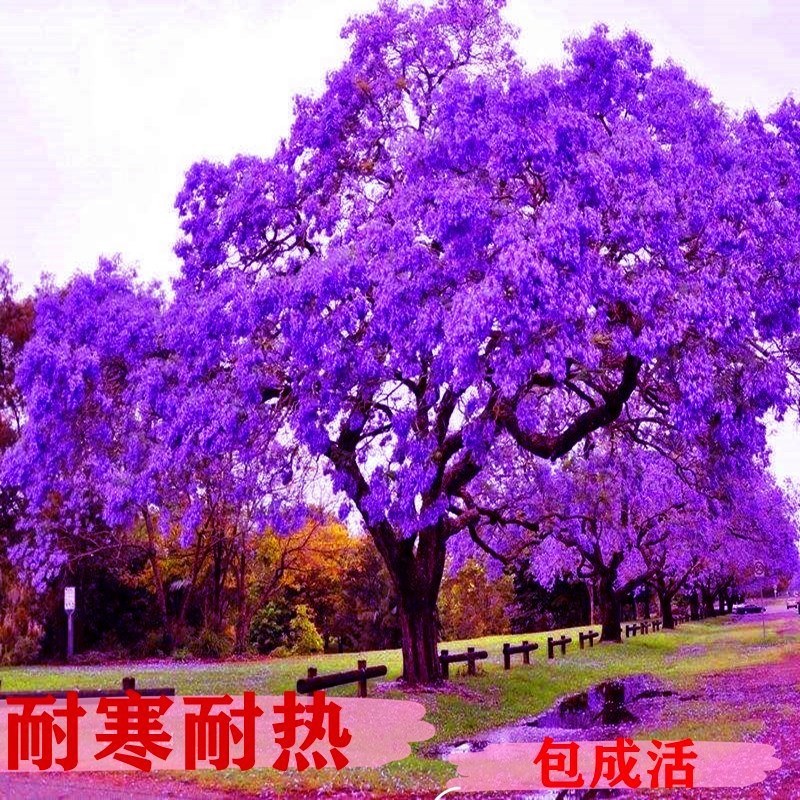 蓝花楹绿化巷道美丽极了成活率高南方北方都可以种植