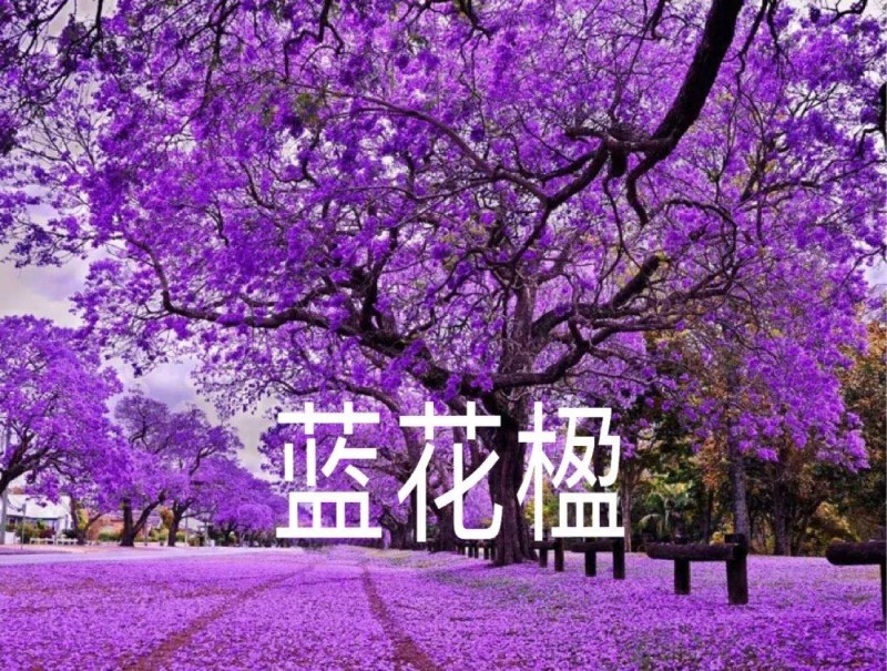 蓝花楹绿化巷道美丽极了成活率高南方北方都可以种植