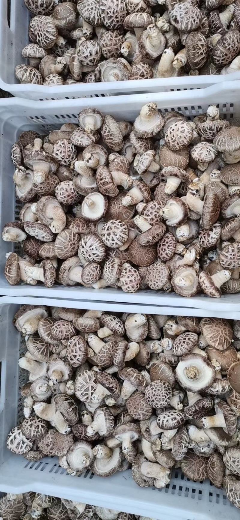 秦岭香菇干货无根脱水花姑新货花菇农家野生新鲜冬菇菌菇批。