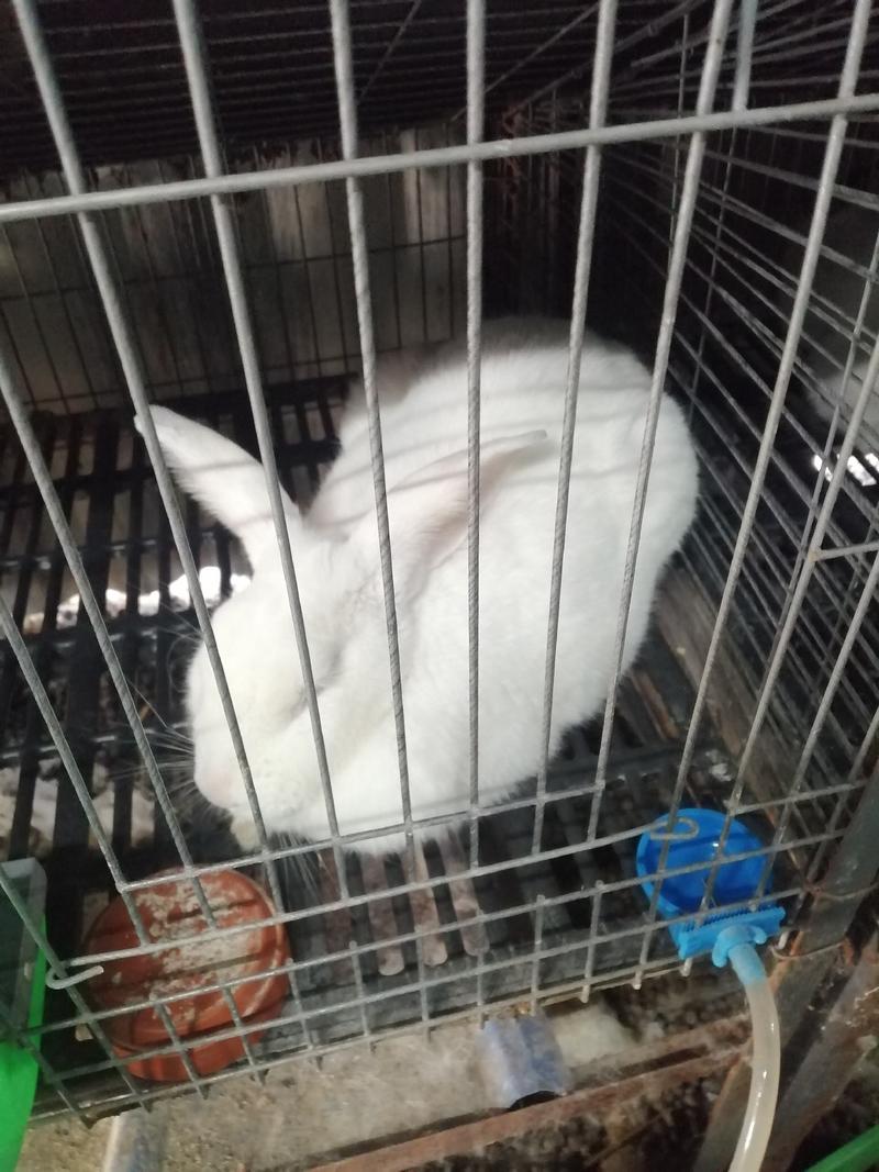 白兔比利时兔伊拉兔淘汰兔兔子