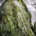 盐渍海带一颗菜威海荣成盐渍海带加工厂源头
