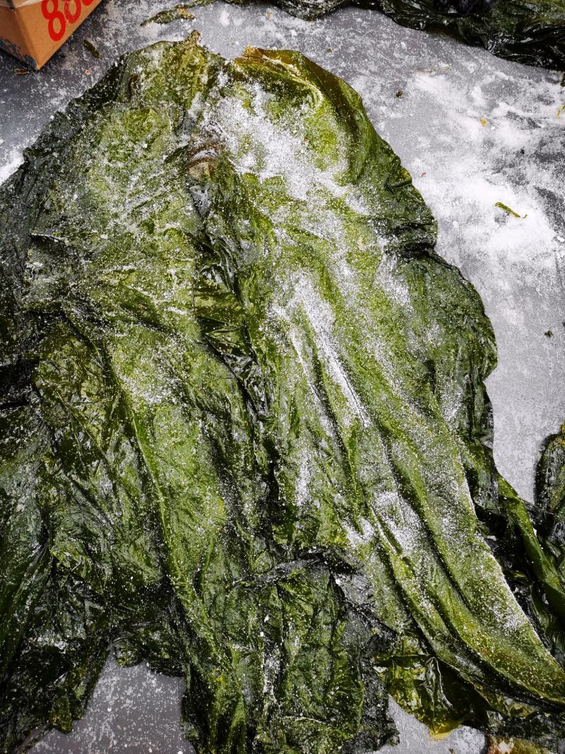 盐渍海带一颗菜威海荣成盐渍海带加工厂源头