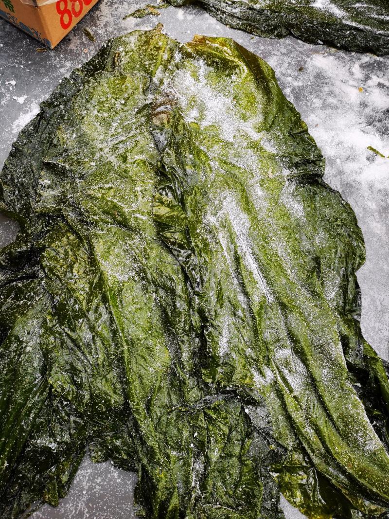 盐渍海带一颗菜威海荣成盐渍海带加工厂源头