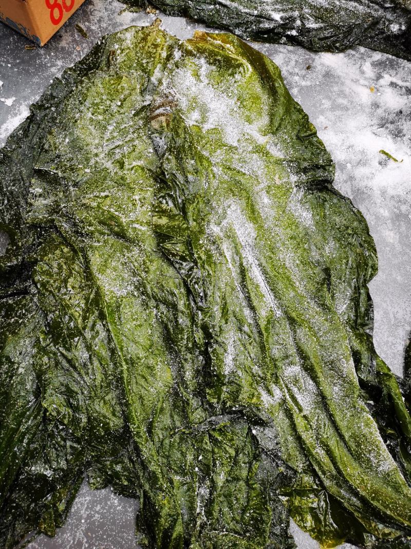盐渍海带一颗菜威海荣成盐渍海带加工厂源头