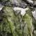 盐渍海带一颗菜威海荣成盐渍海带加工厂源头