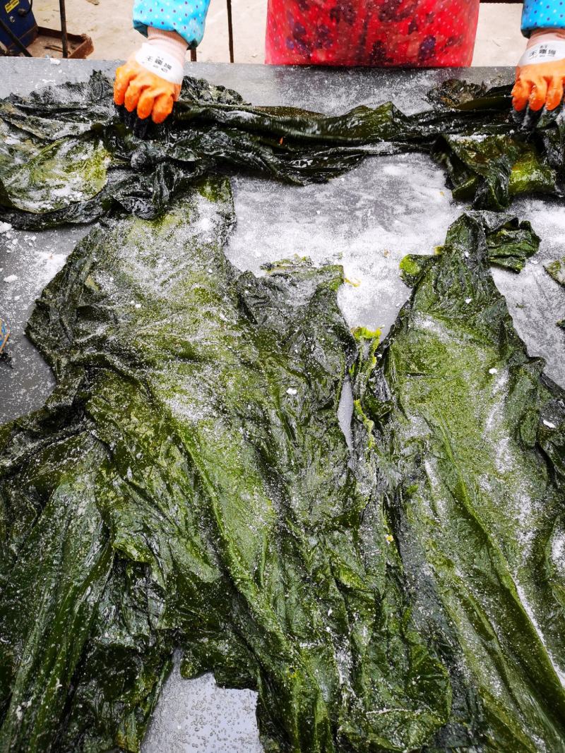 盐渍海带一颗菜威海荣成盐渍海带加工厂源头
