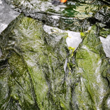 盐渍海带一颗菜威海荣成盐渍海带加工厂源头