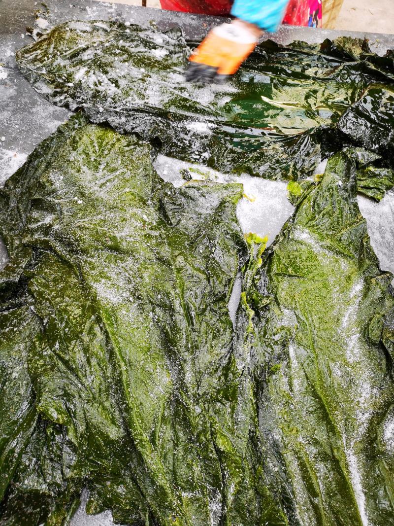 盐渍海带一颗菜威海荣成盐渍海带加工厂源头