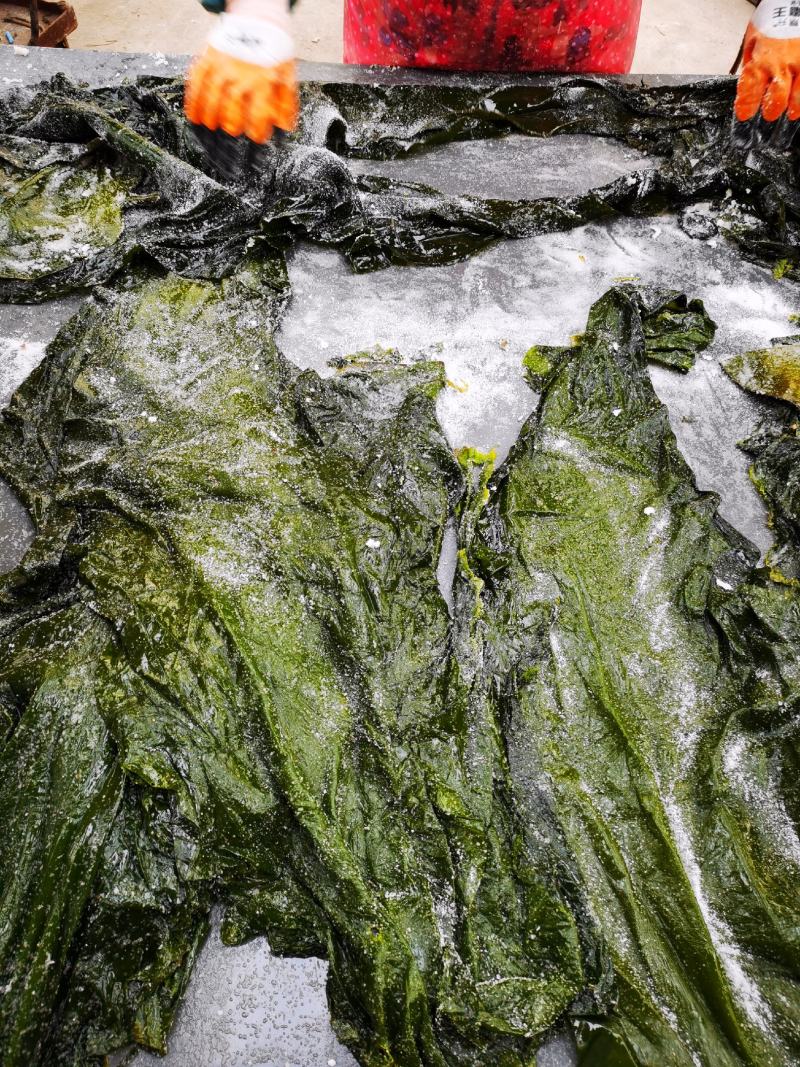 盐渍海带一颗菜威海荣成盐渍海带加工厂源头