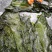 盐渍海带一颗菜威海荣成盐渍海带加工厂源头
