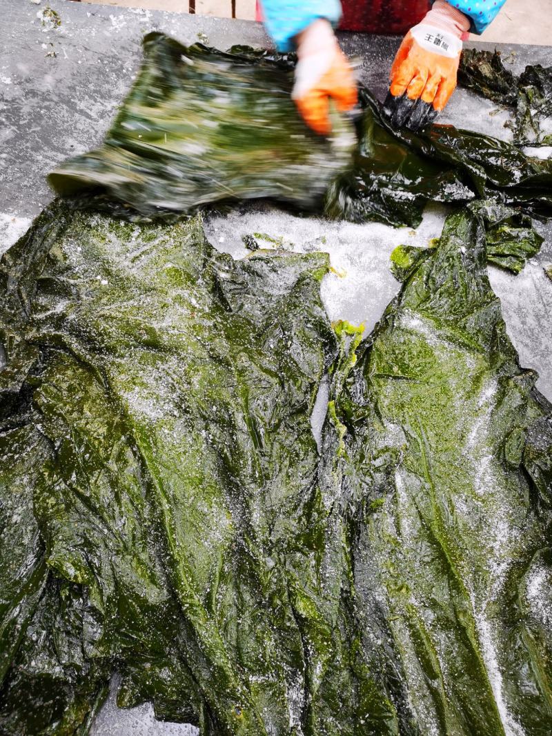 盐渍海带一颗菜威海荣成盐渍海带加工厂源头
