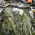 盐渍海带一颗菜威海荣成盐渍海带加工厂源头