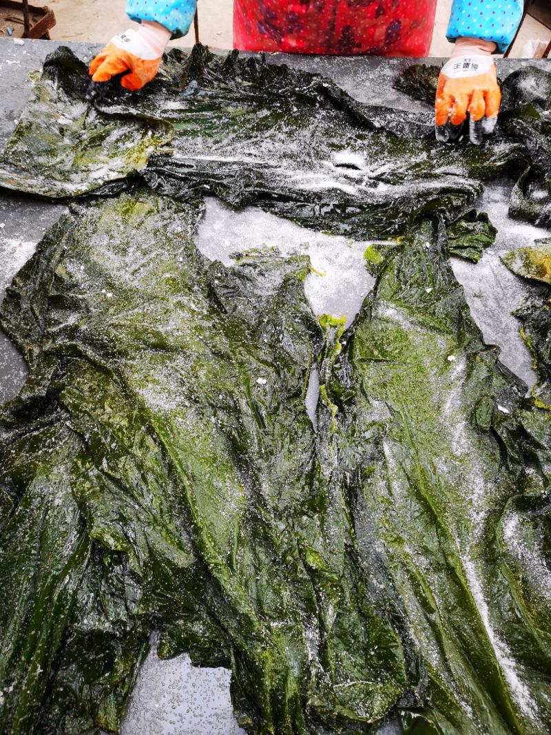 盐渍海带一颗菜威海荣成盐渍海带加工厂源头