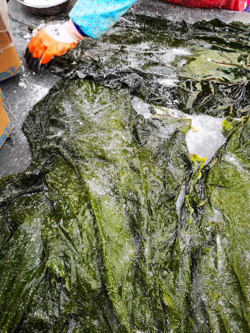 盐渍海带一颗菜威海荣成盐渍海带加工厂源头