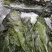 盐渍海带一颗菜威海荣成盐渍海带加工厂源头
