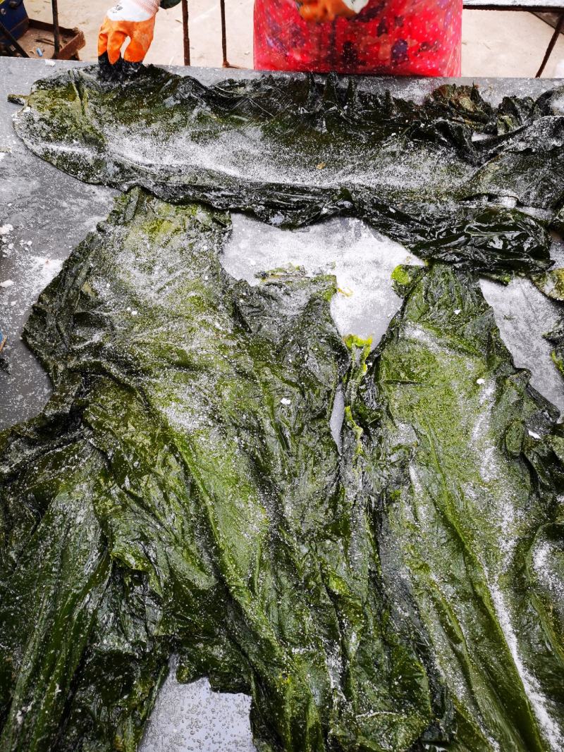 盐渍海带一颗菜威海荣成盐渍海带加工厂源头