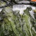 盐渍海带一颗菜威海荣成盐渍海带加工厂源头