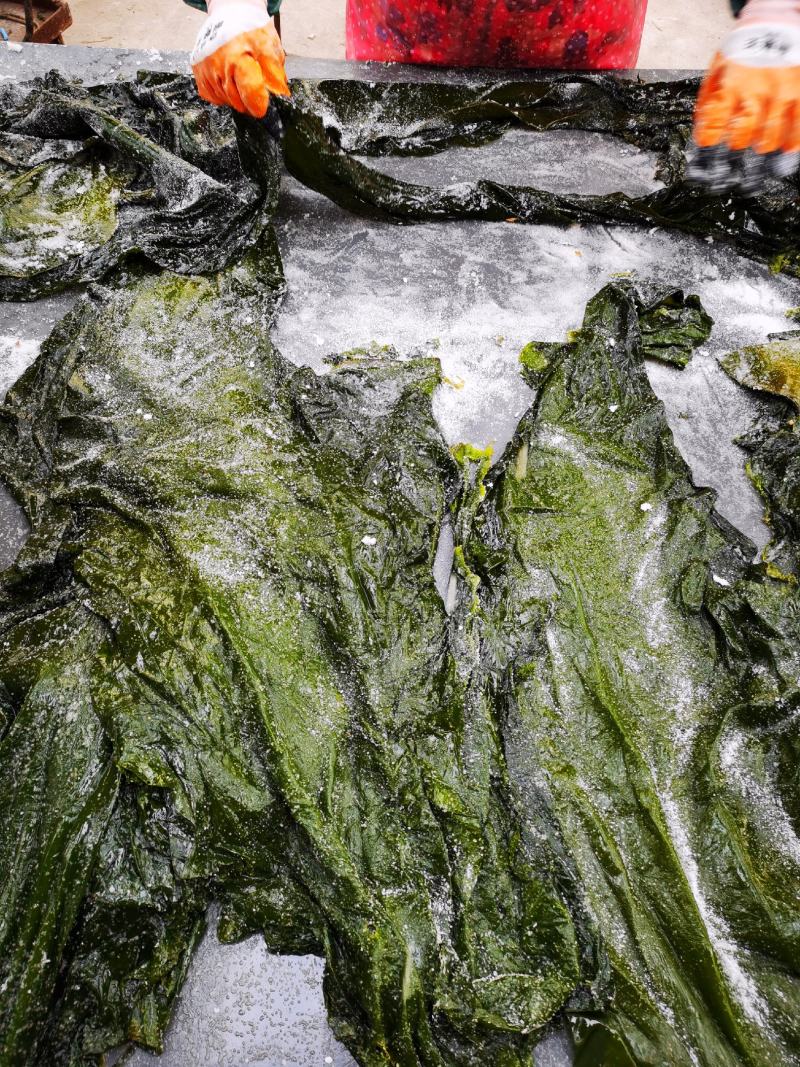 盐渍海带一颗菜威海荣成盐渍海带加工厂源头