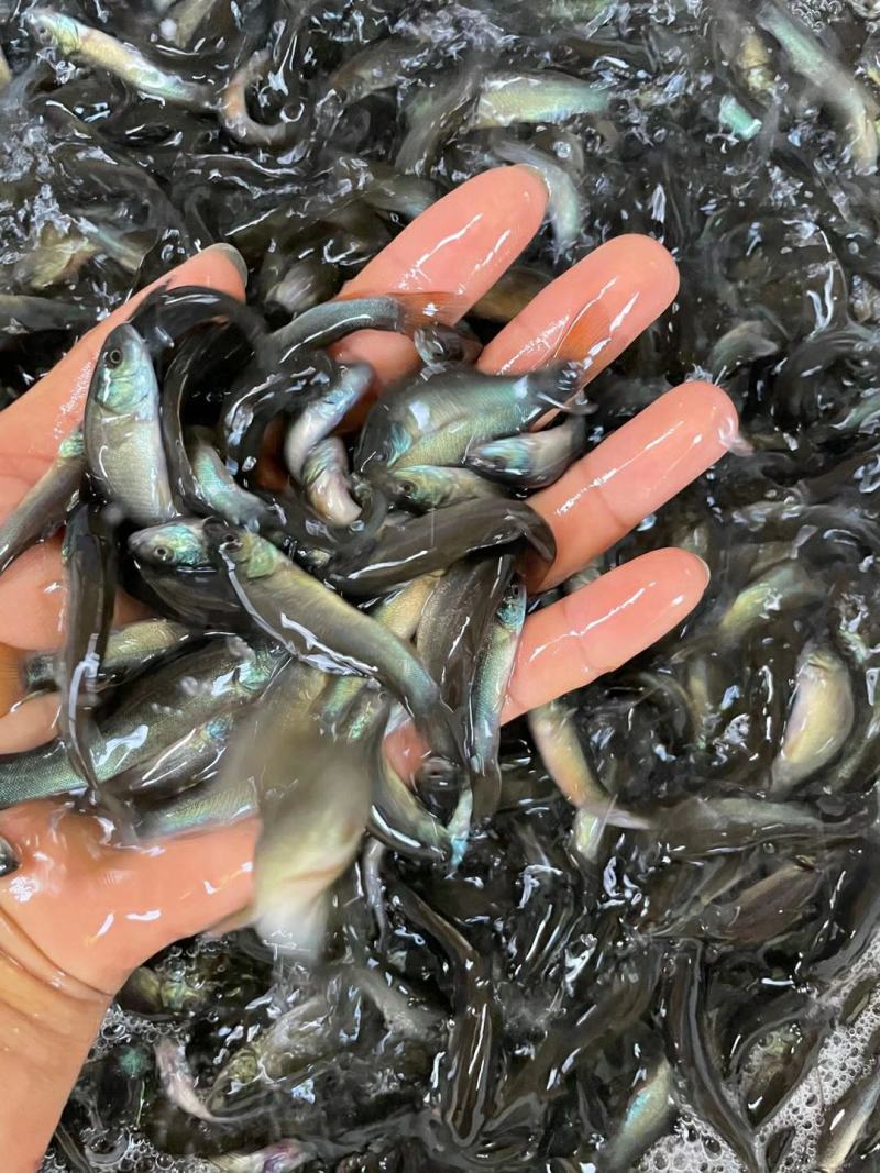 丁桂鱼苗，大量现货批发。