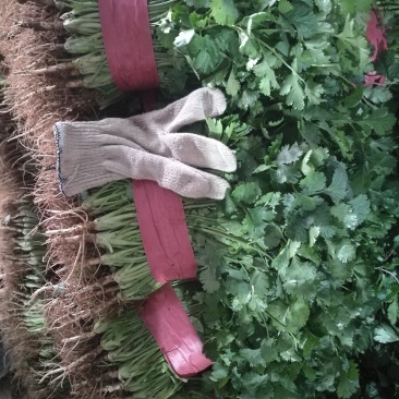 河北邯郸万亩基地蔬菜。大量精品蔬菜上市中，欢迎全国各大批
