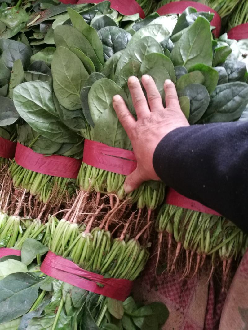 河北邯郸万亩基地蔬菜。大量精品蔬菜上市中，欢迎全国各大批
