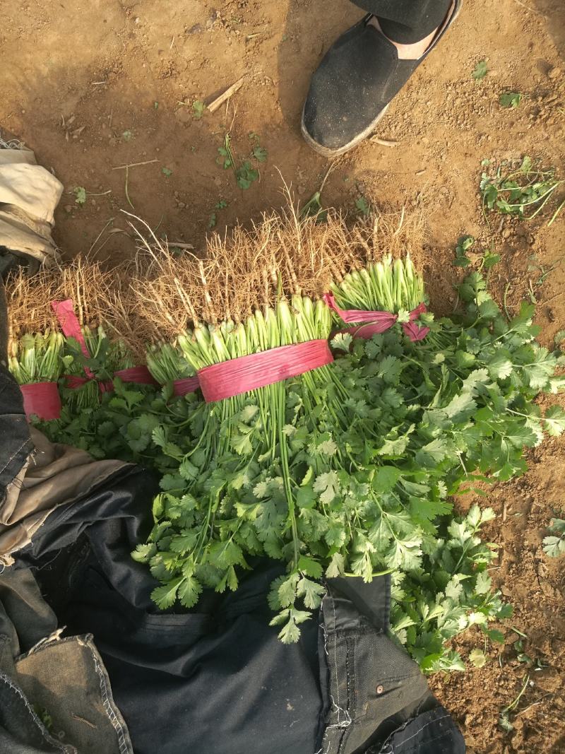 河北邯郸万亩基地蔬菜。大量精品蔬菜上市中，欢迎全国各大批