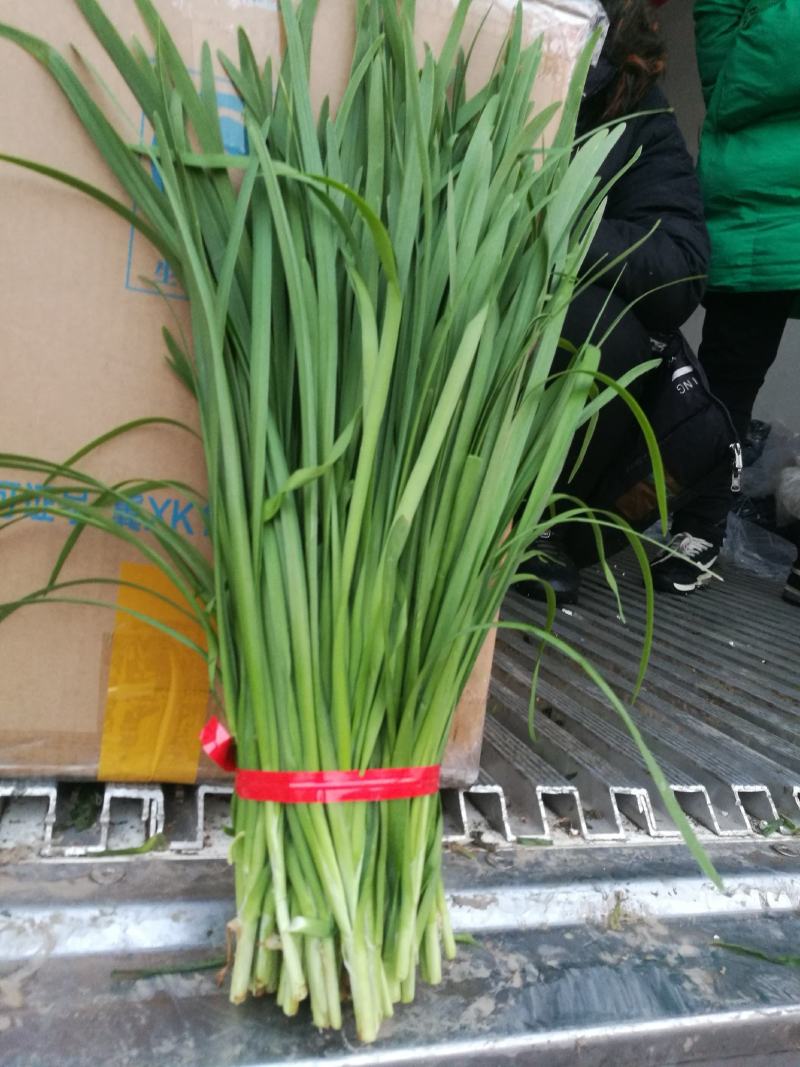 河北邯郸万亩基地蔬菜。大量精品蔬菜上市中，欢迎全国各大批