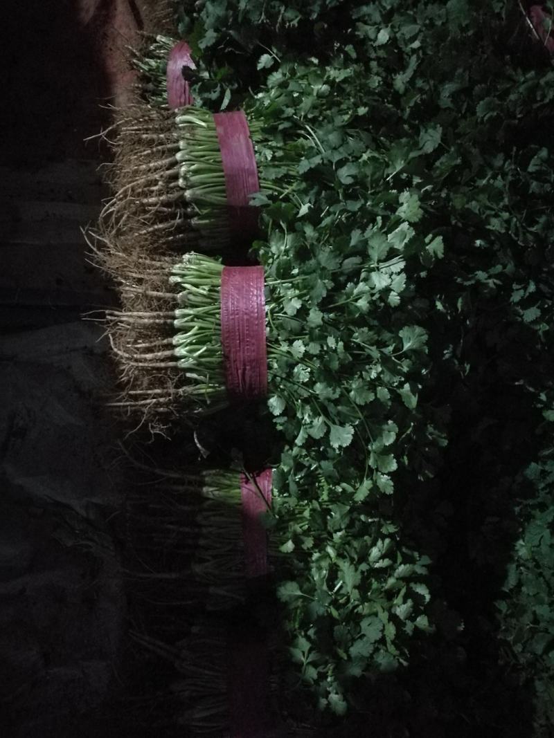 河北邯郸万亩基地蔬菜。大量精品蔬菜上市中，欢迎全国各大批