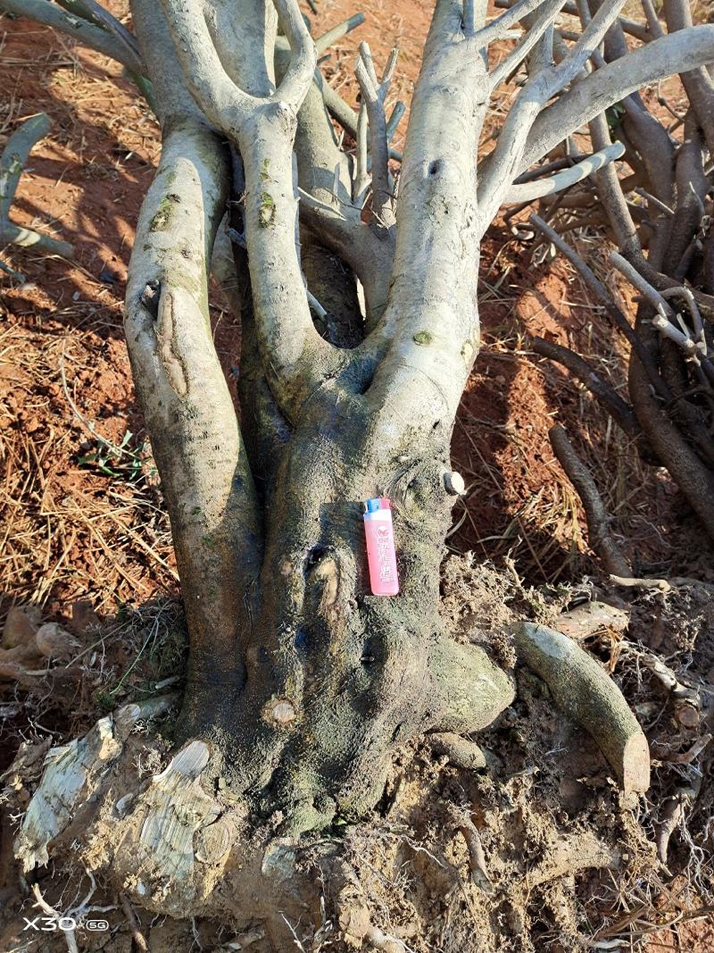 枸骨树，多种多样，欢迎加入，