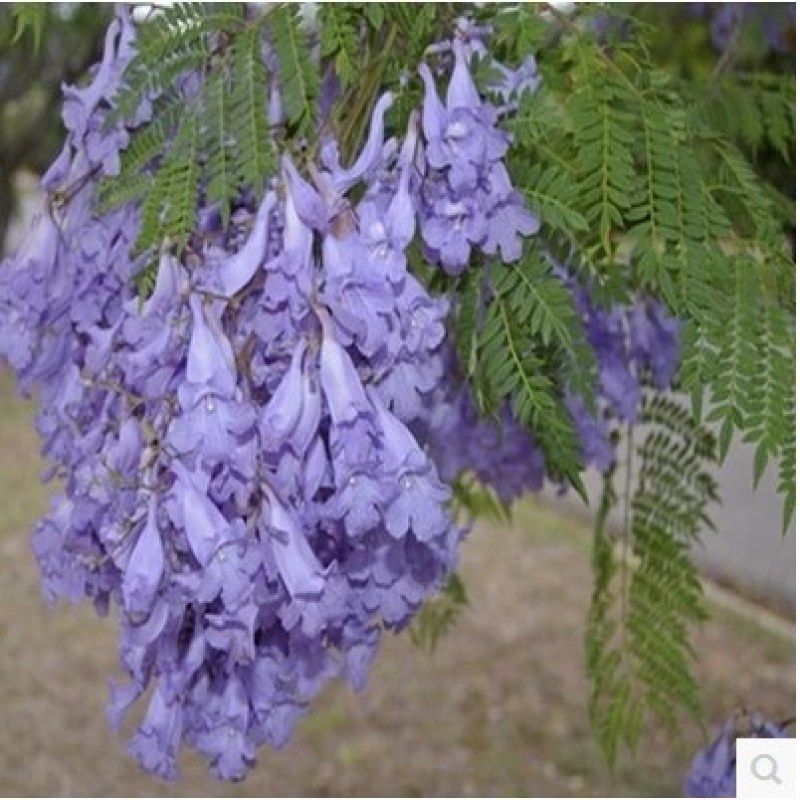 蓝花楹名贵稀少成活率高庭院栽上几棵芳香扑鼻遮阴好看