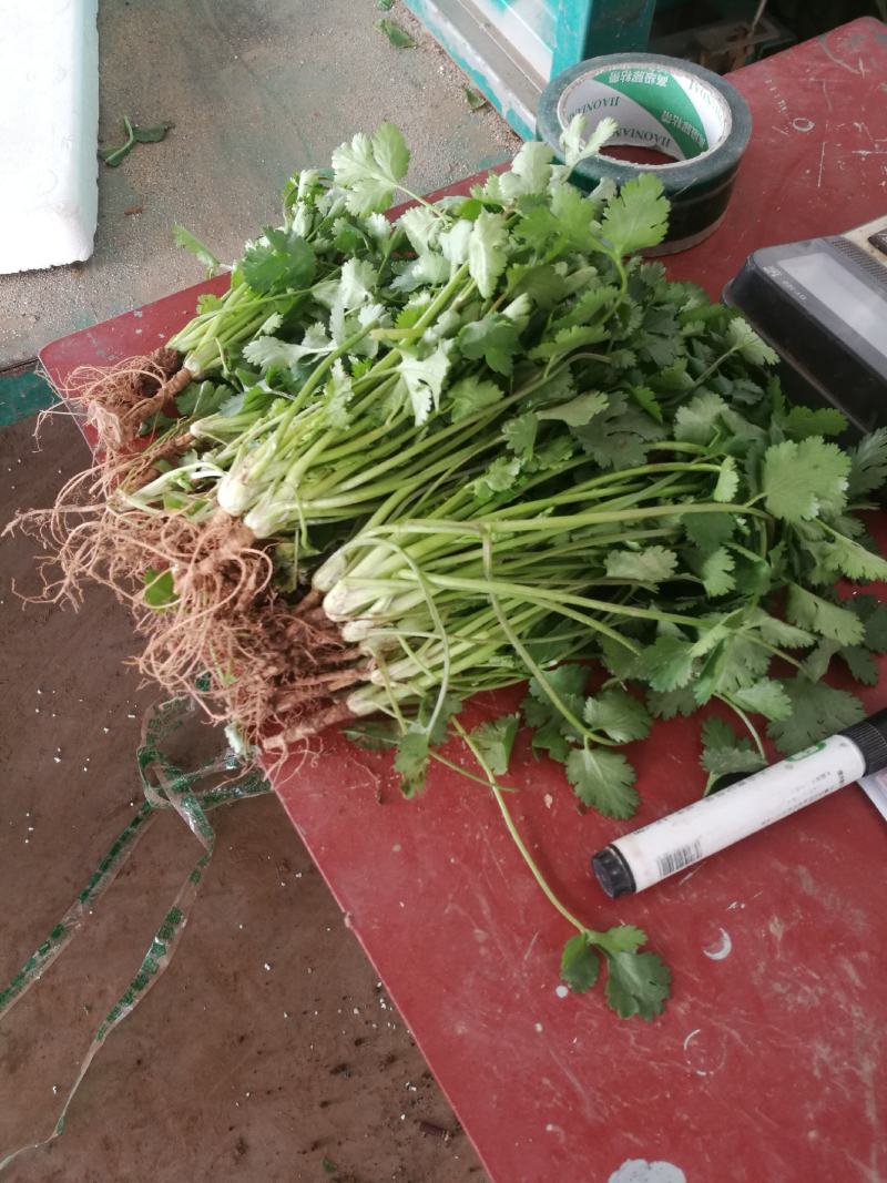 河北邯郸万亩基地蔬菜。大量精品蔬菜上市中，欢迎全国各大批
