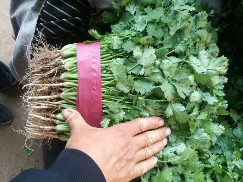 河北邯郸万亩基地蔬菜。大量精品蔬菜上市中，欢迎全国各大批