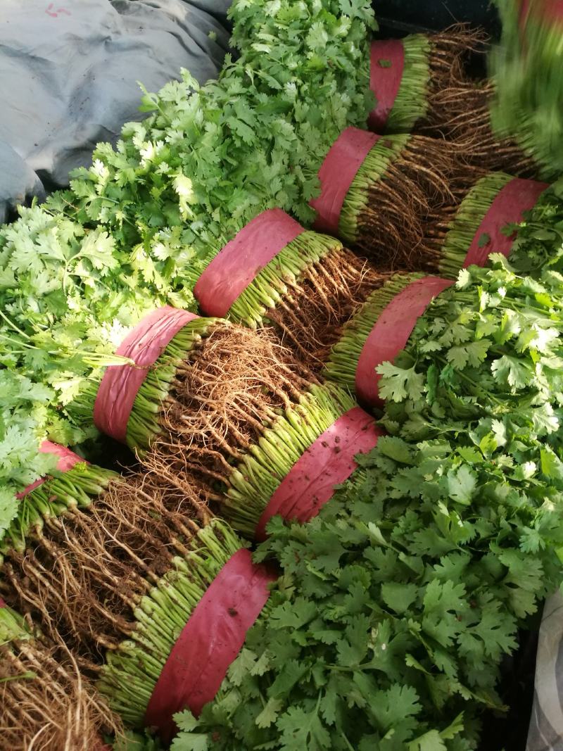 河北邯郸万亩基地蔬菜。大量精品蔬菜上市中，欢迎全国各大批