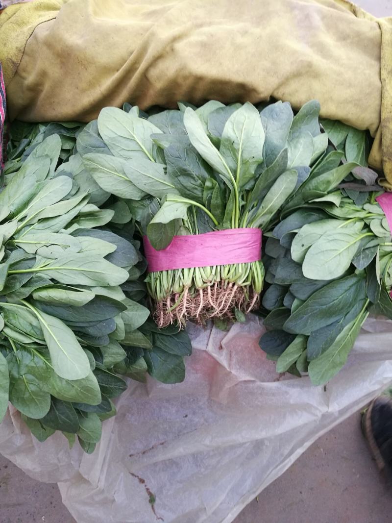 河北邯郸万亩基地蔬菜。大量精品蔬菜上市中，欢迎全国各大批