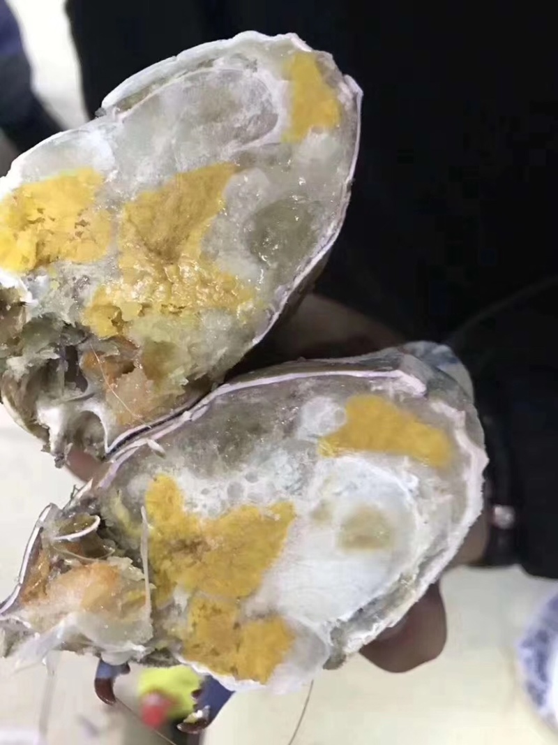 厂家直销批发西非篮蟹品质保证全国各地发货