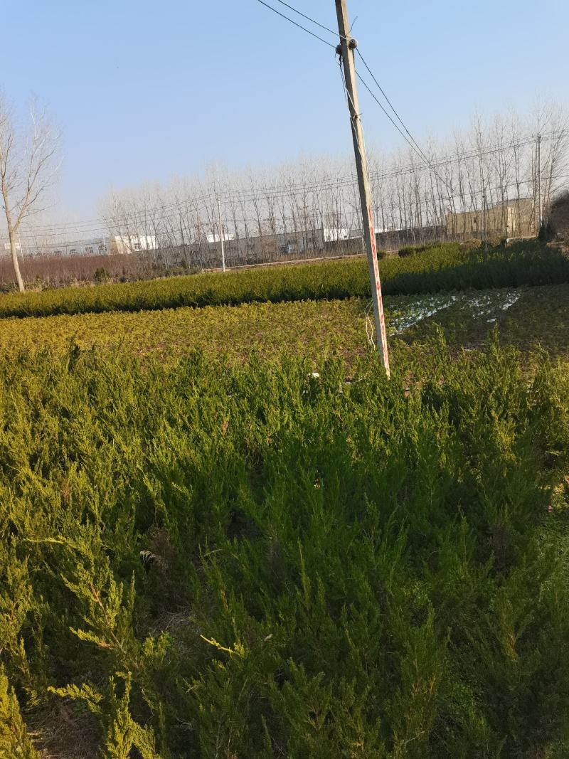 龙柏10—60高蜀侩80—3米，沭阳直发