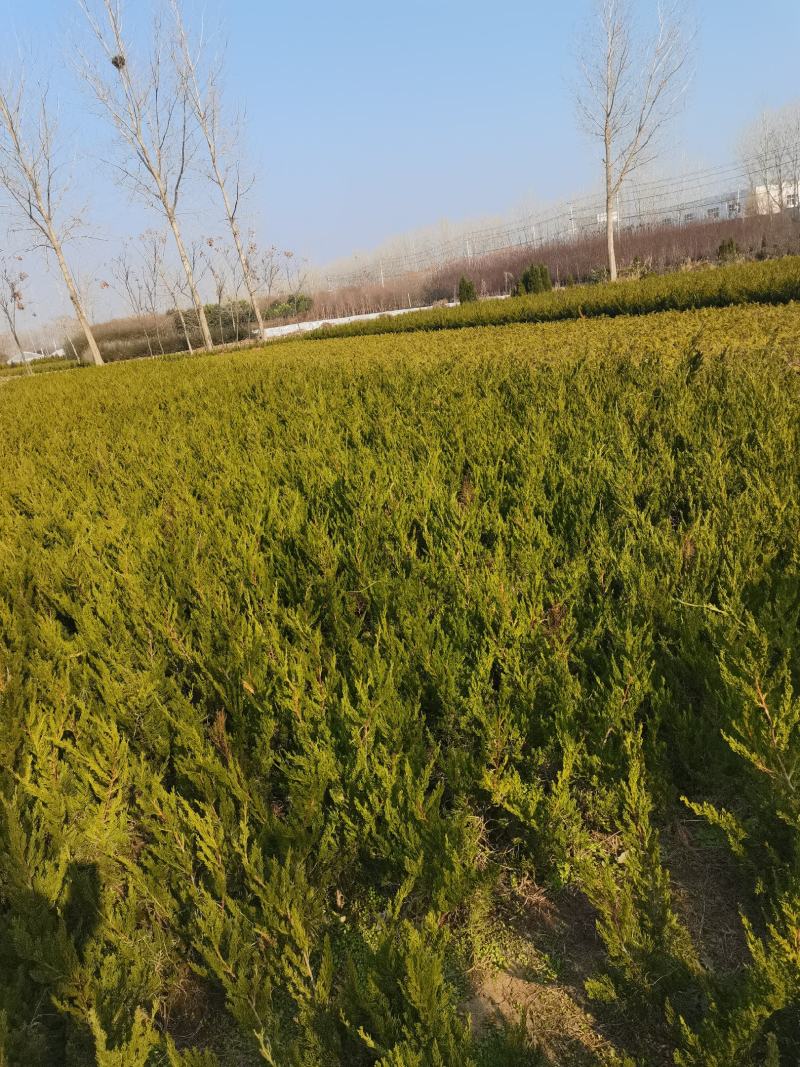 龙柏10—60高蜀侩80—3米，沭阳直发