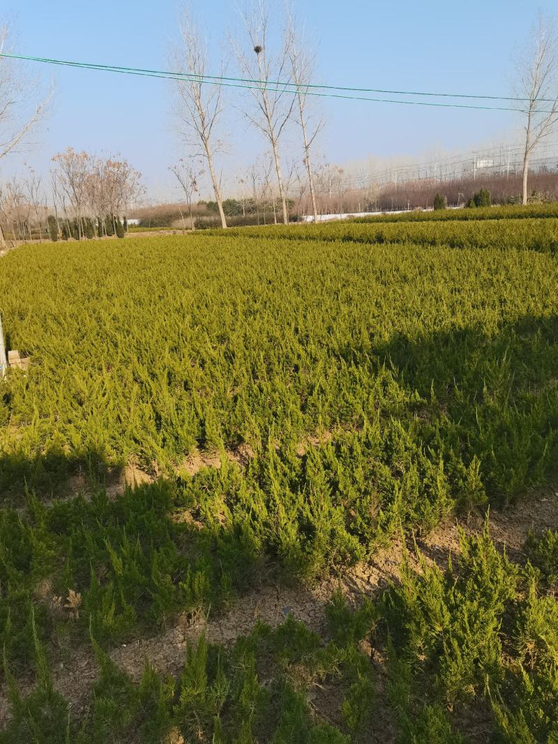 龙柏10—60高蜀侩80—3米，沭阳直发