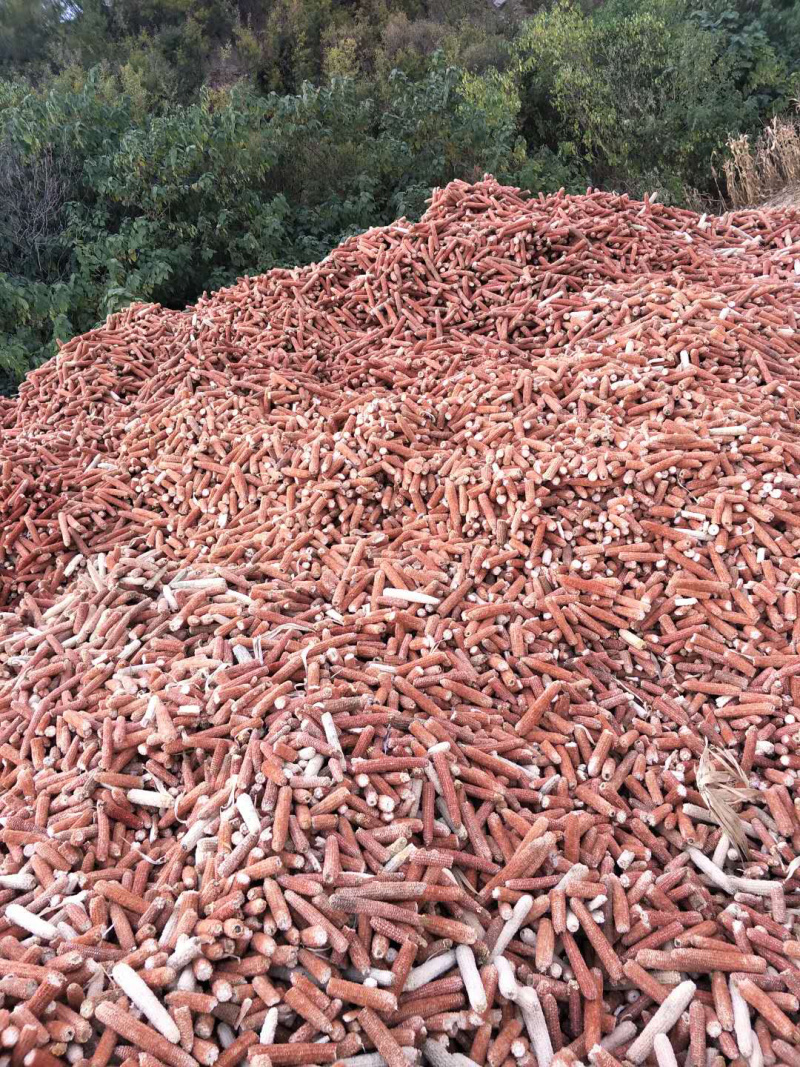 粉碎玉米芯玉米产地发货，干糙颗粒均匀玉米芯价格实惠