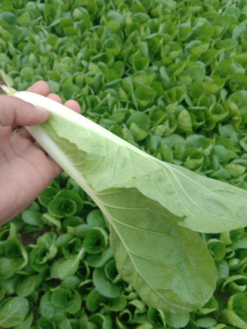 万亩蔬菜基地专业代办代发大中小奶白菜