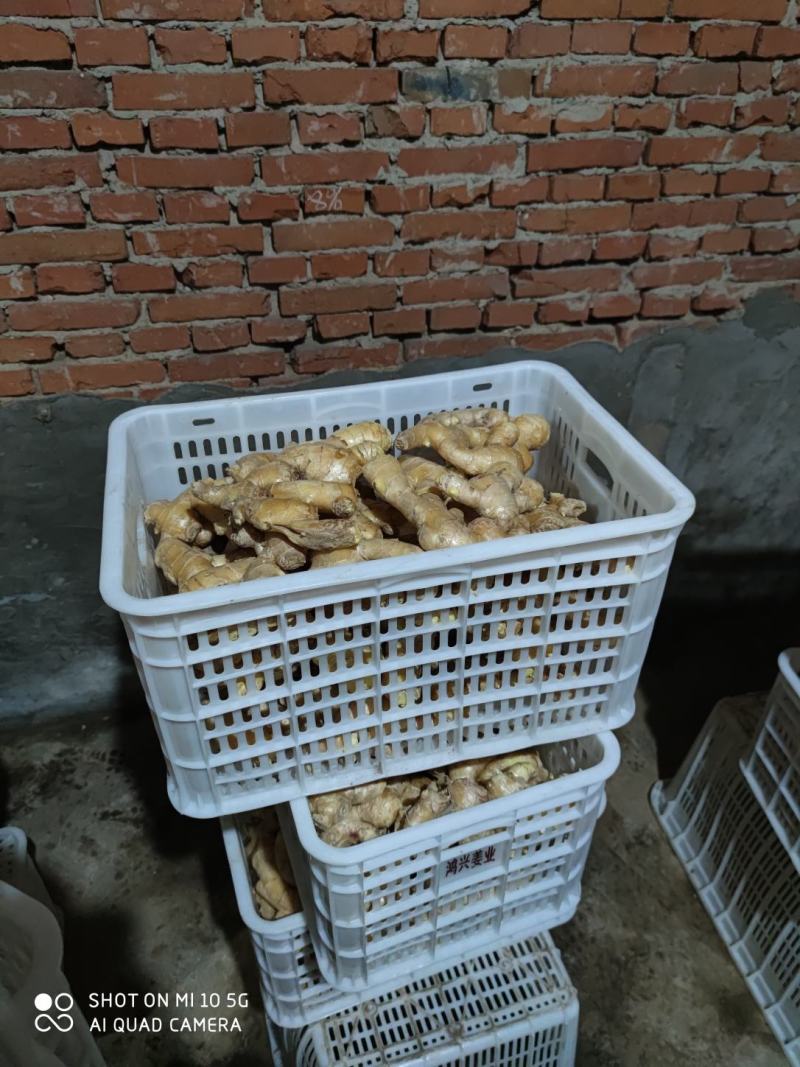 唐山圆头新姜，唐山窖姜以大量上市。欢迎新老客户下单。