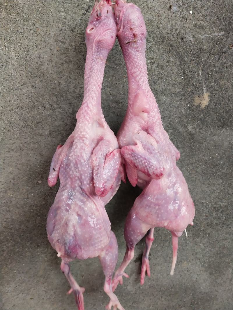 新鲜鹌鹑，自家饲养，量大优惠