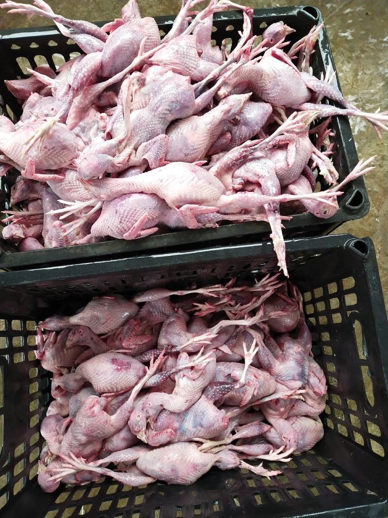 新鲜鹌鹑，自家饲养，量大优惠