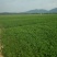 湖北省阳新东润湖蒿（泥蒿）