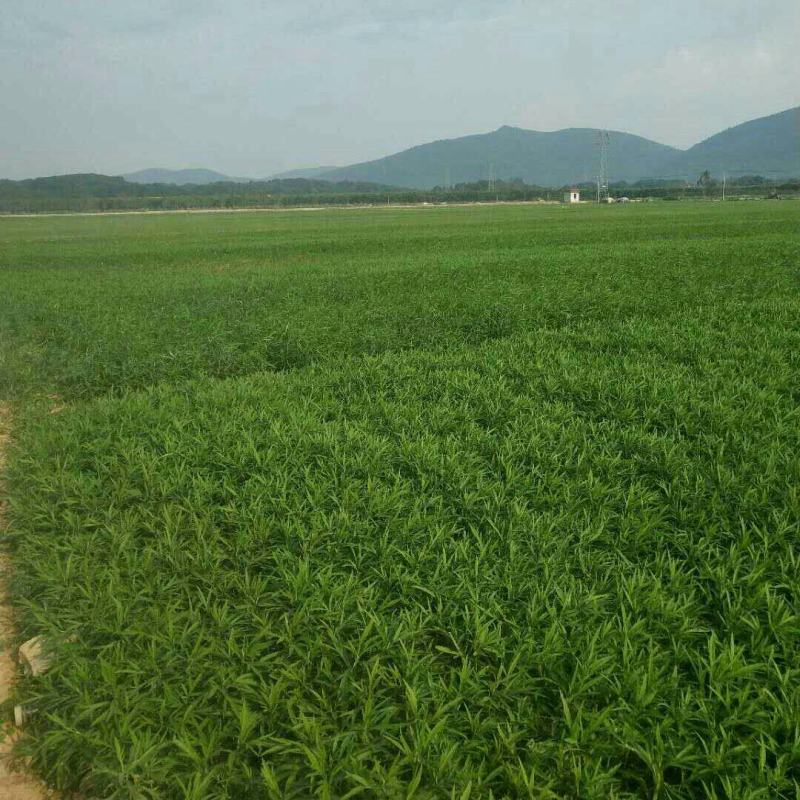 湖北省阳新东润湖蒿（泥蒿）