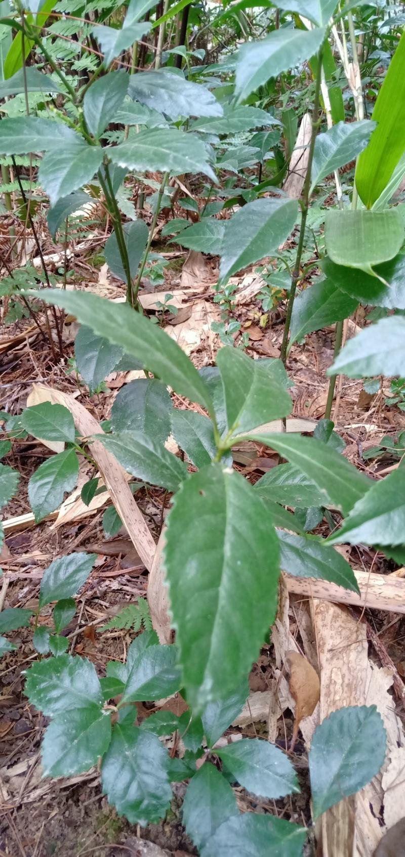 【年终特惠】林下种植品种草珊瑚苗肿节风野生苗适合套种