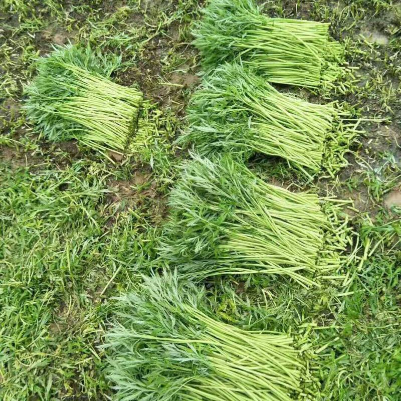 湖北省阳新东润湖蒿（泥蒿）